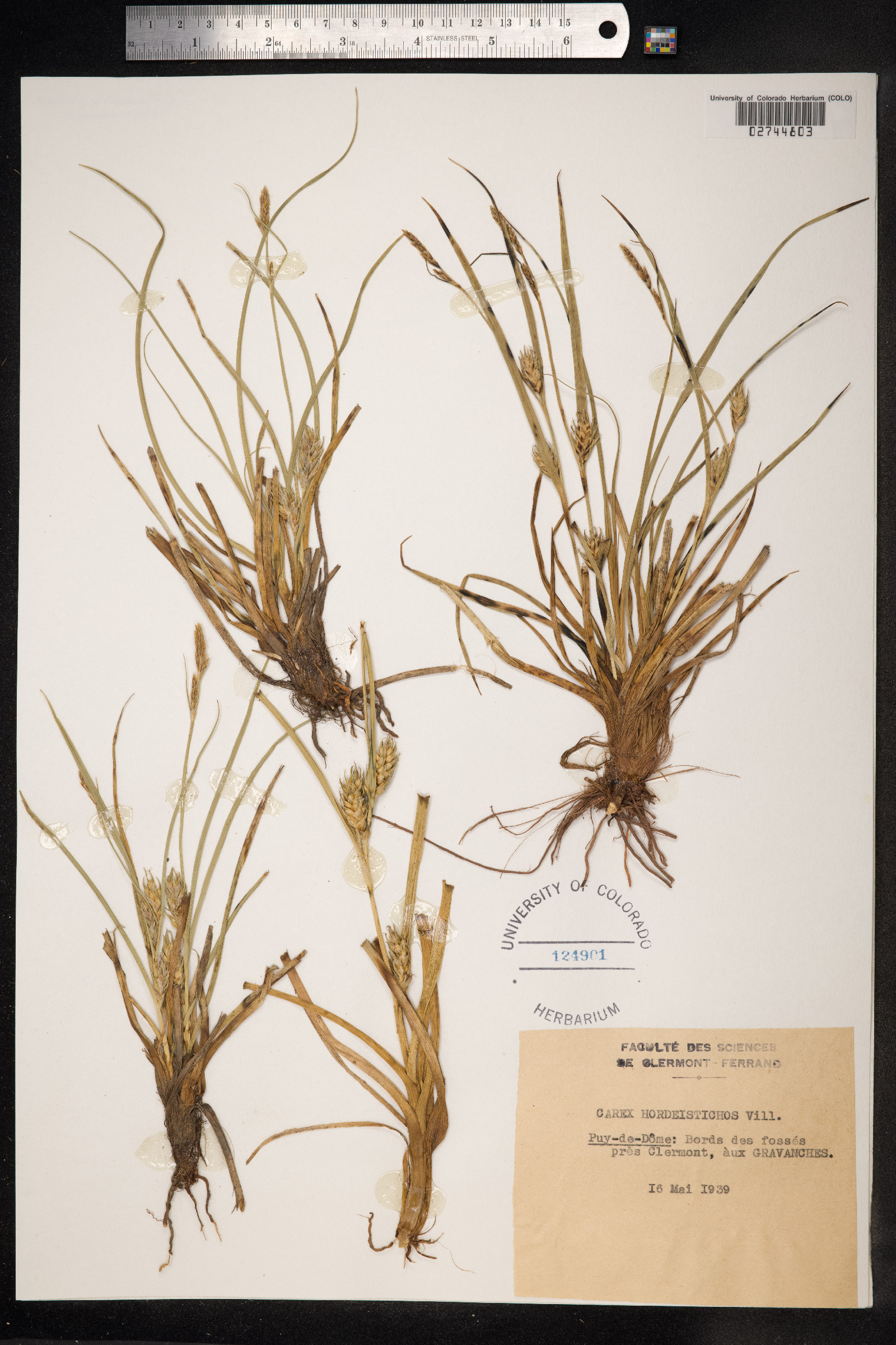 Carex hordeistichos image