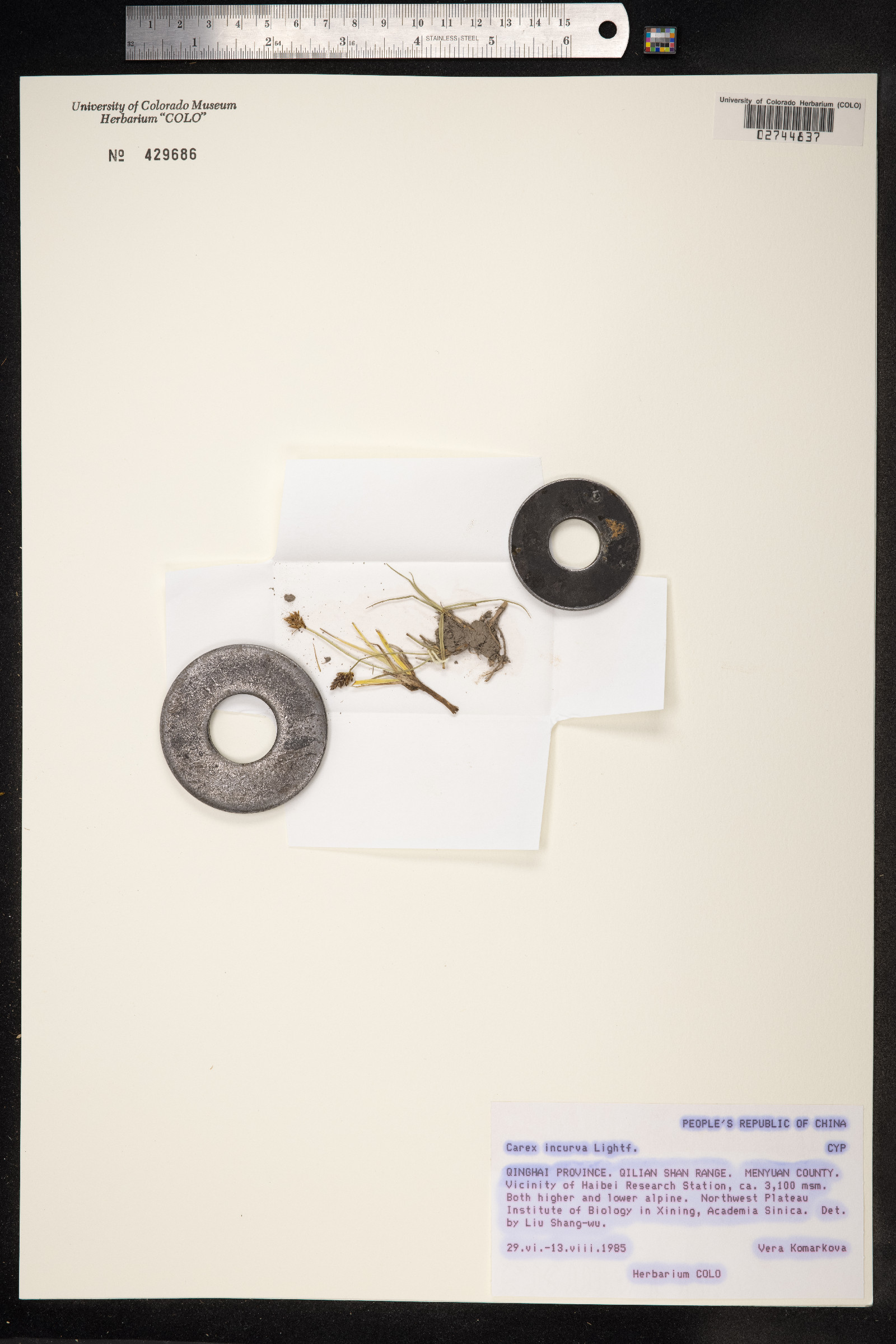 Carex maritima image