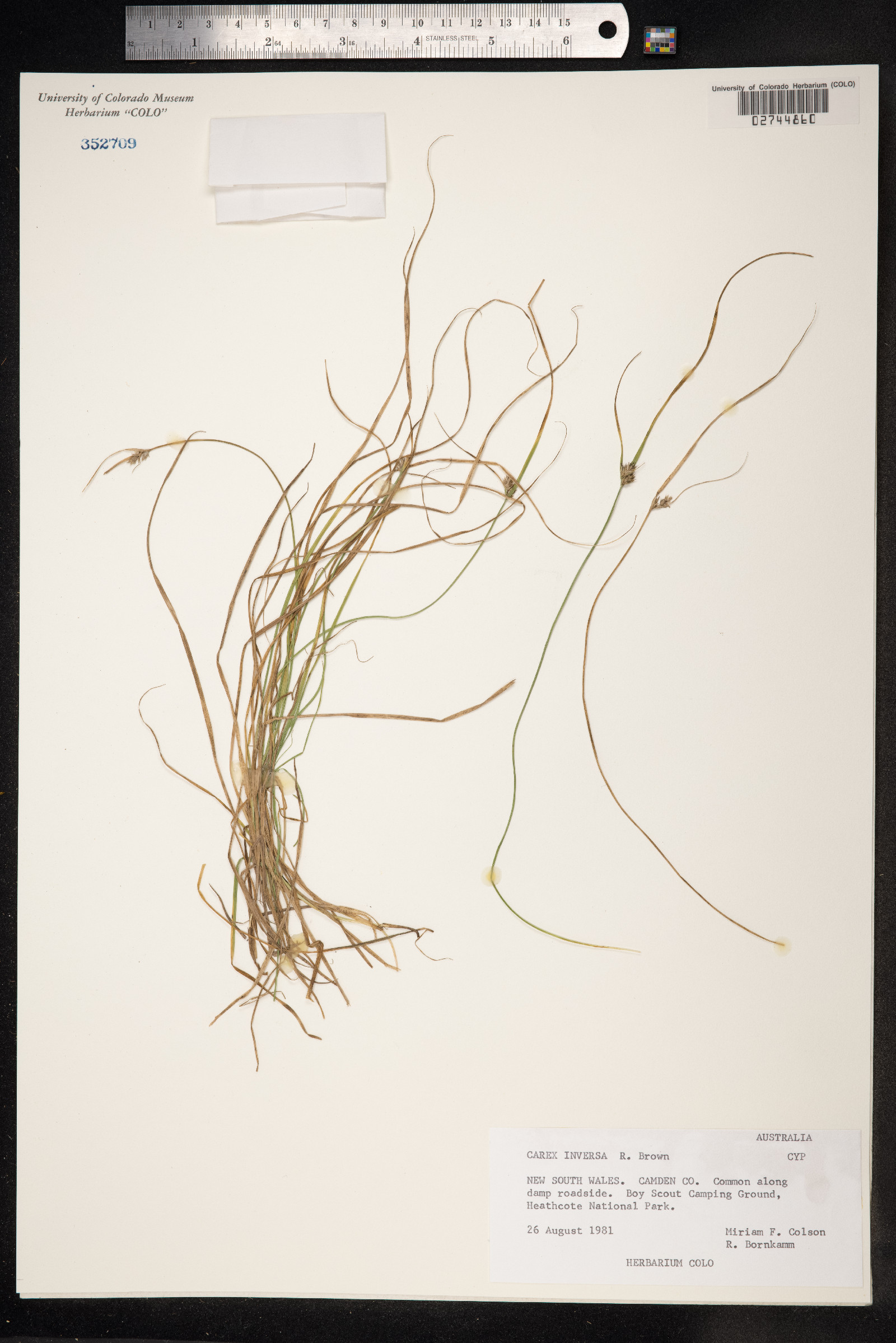 Carex inversa image