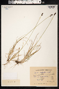 Carex lachenalii image