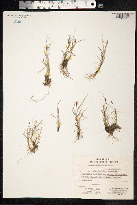 Carex lachenalii image