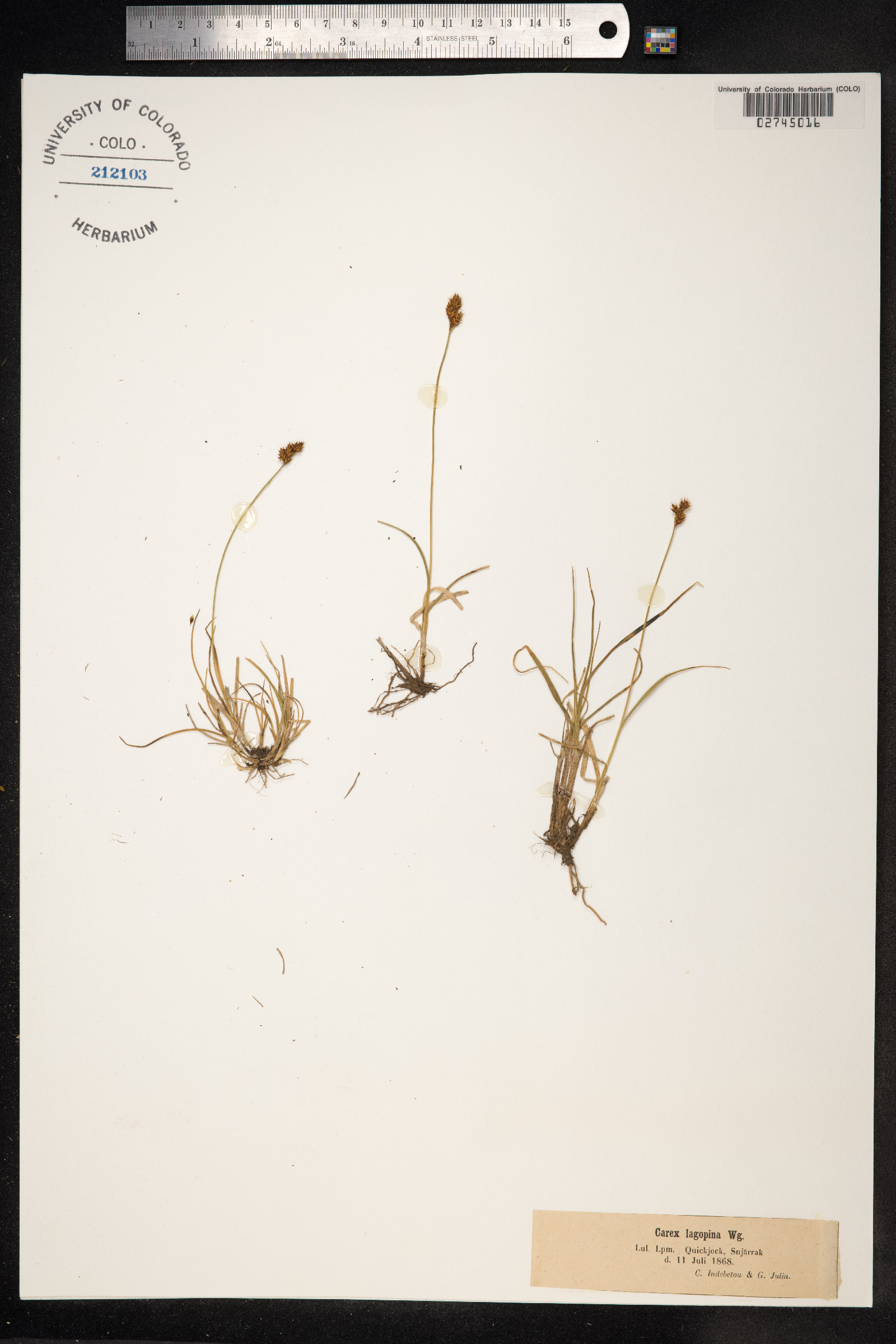 Carex lachenalii image