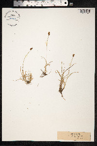 Carex lachenalii image