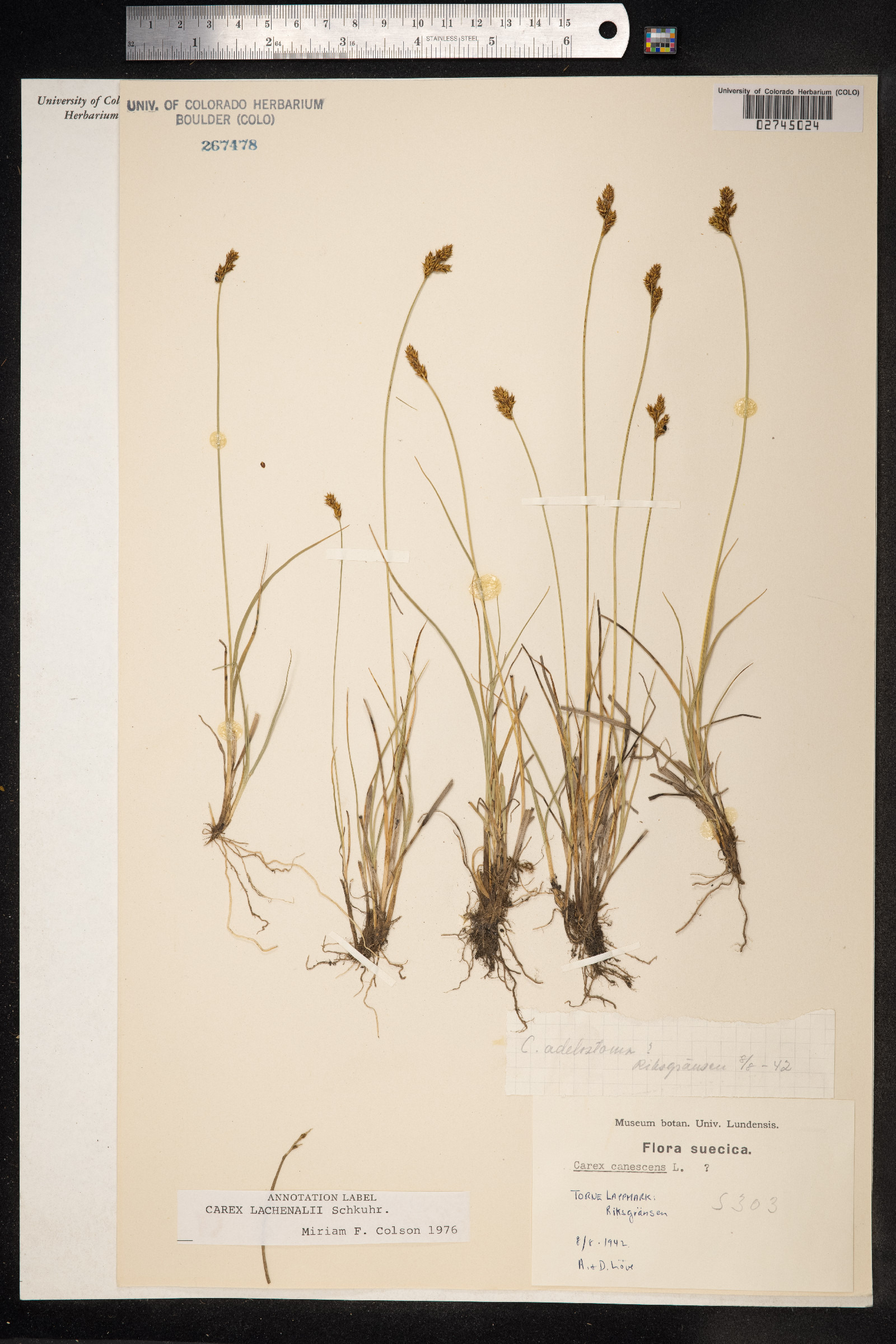 Carex lachenalii image