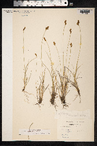 Carex lachenalii image