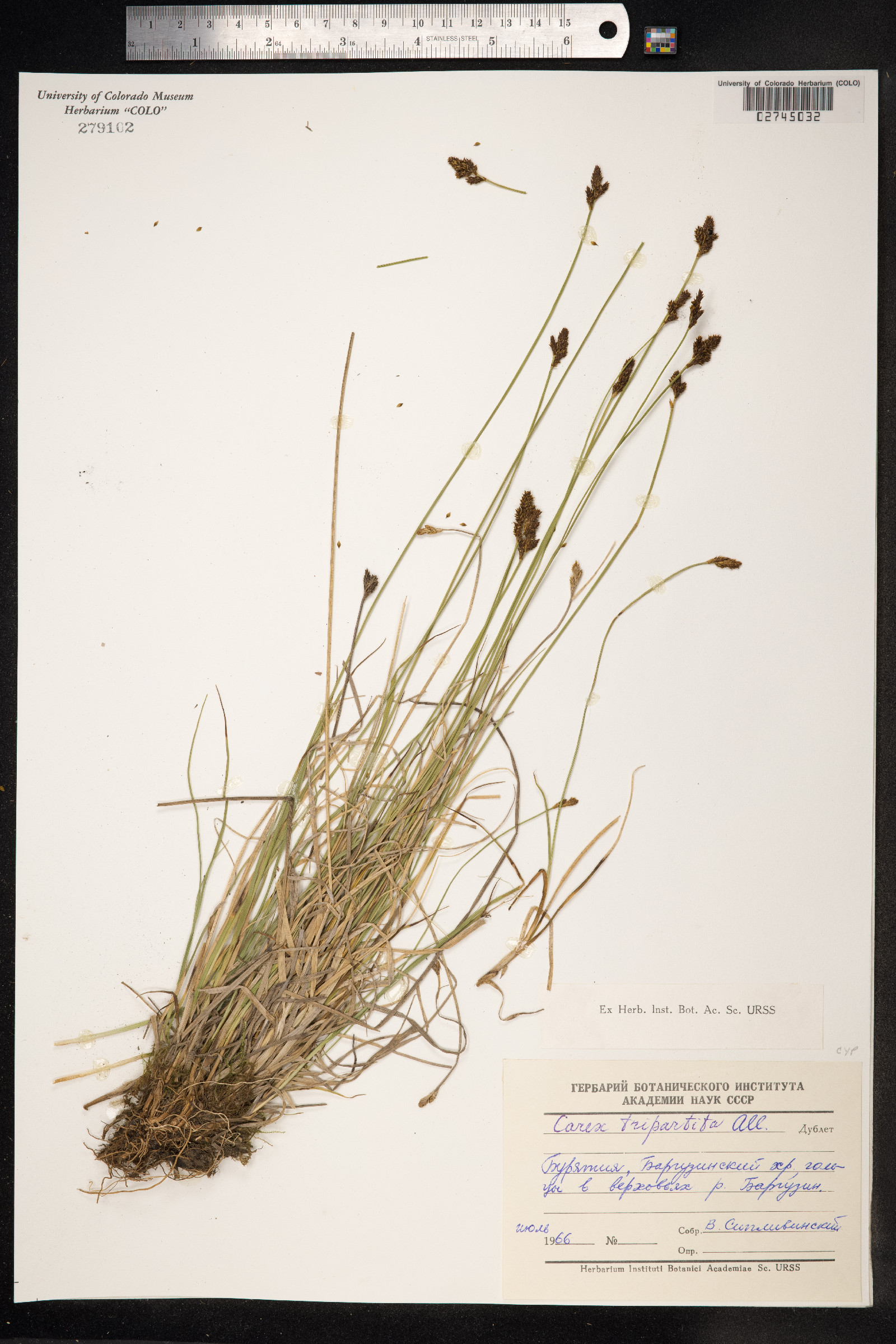 Carex lachenalii image