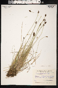 Carex lachenalii image