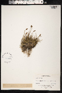 Carex lachenalii image