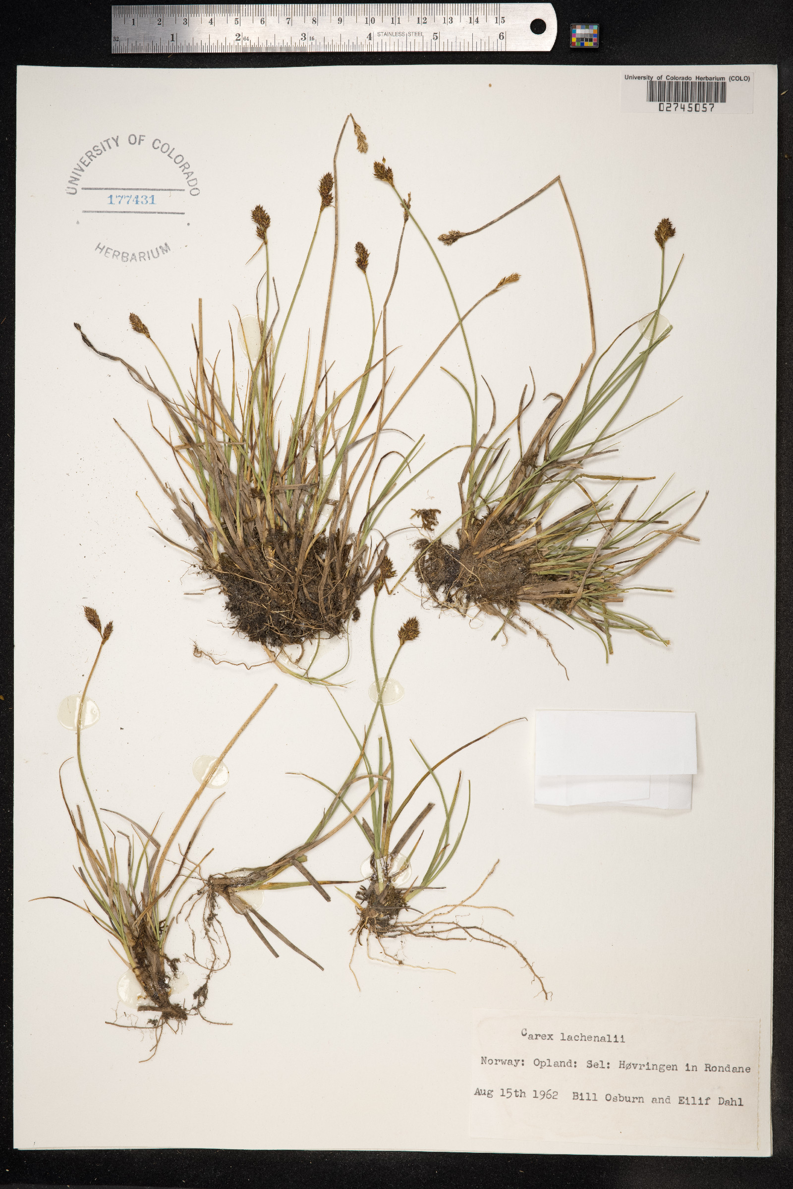 Carex lachenalii image