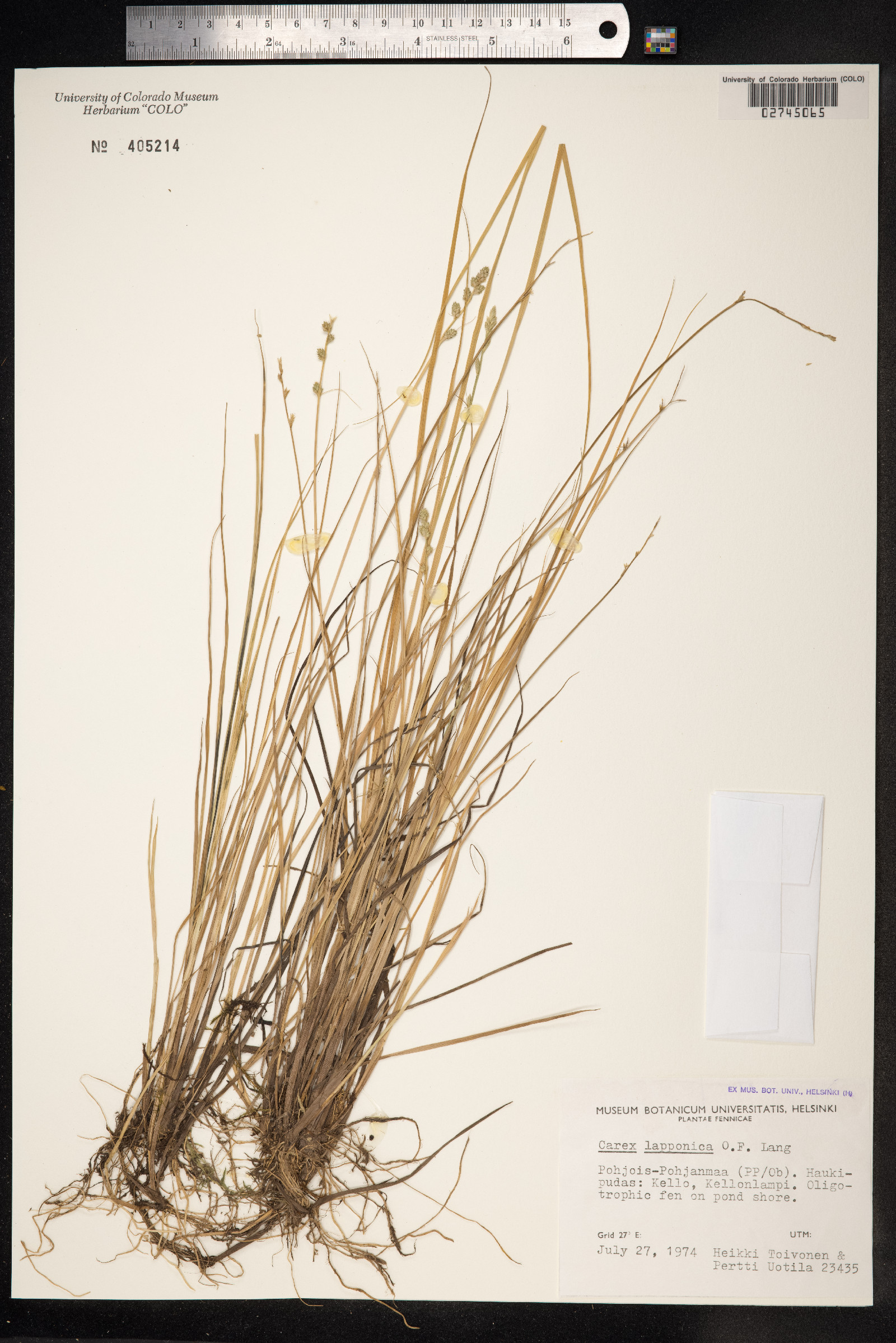 Carex lapponica image