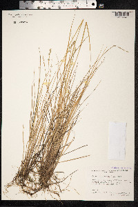 Carex lapponica image