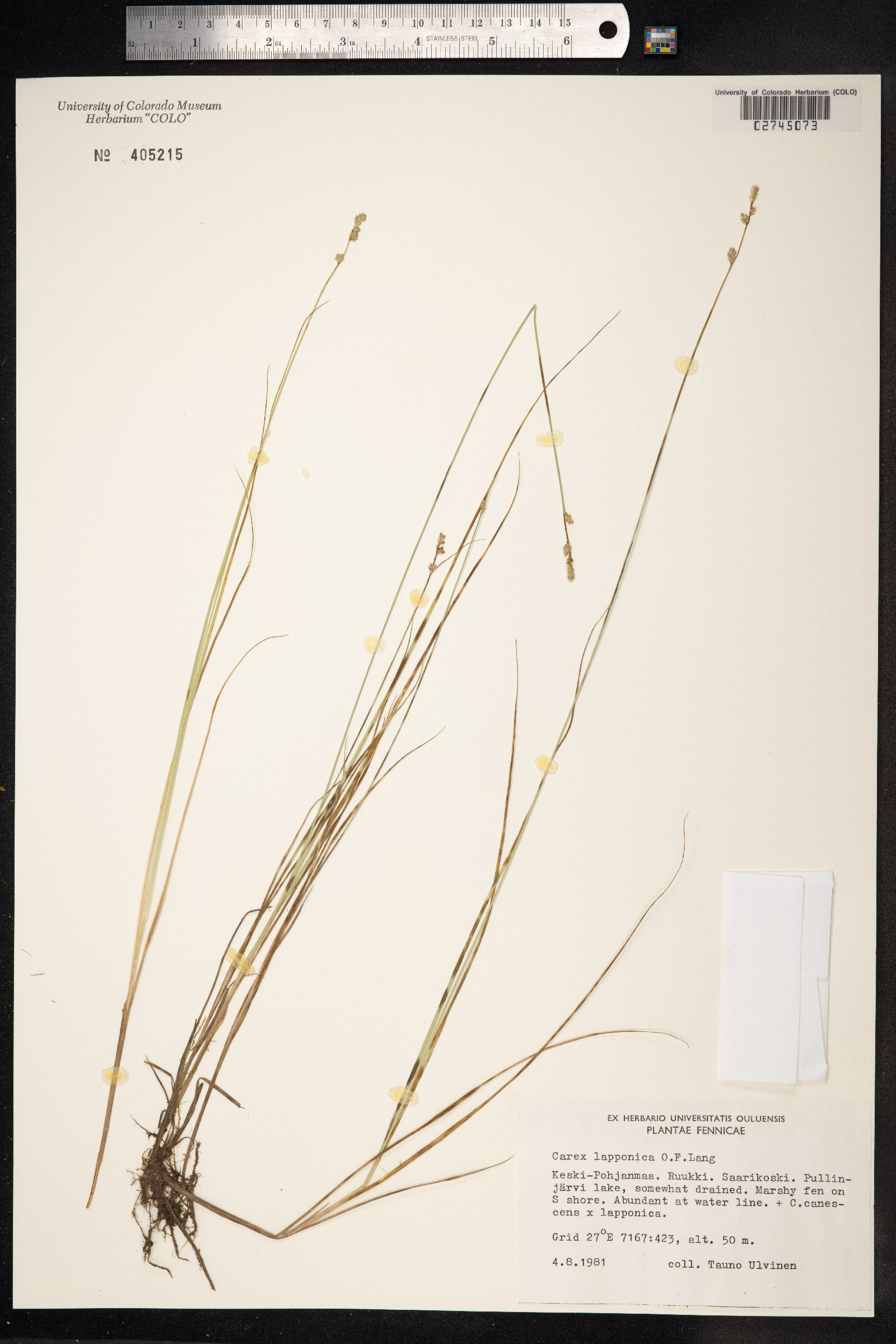 Carex lapponica image