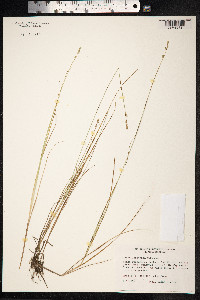 Carex lapponica image
