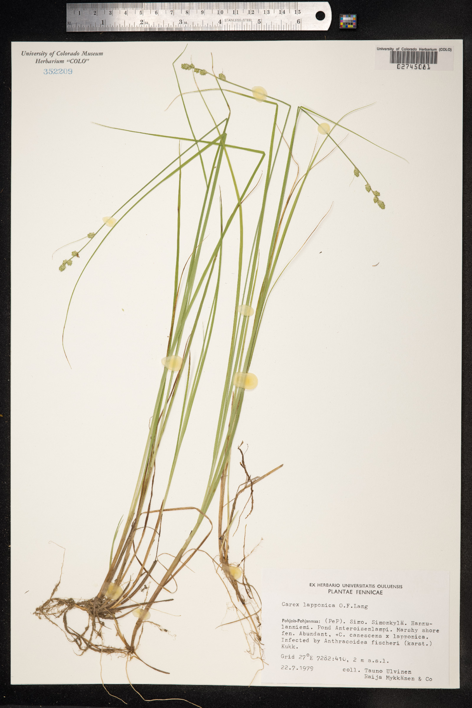 Carex lapponica image