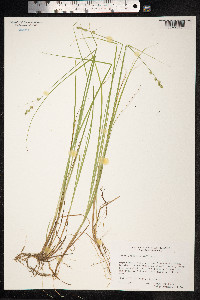 Carex lapponica image