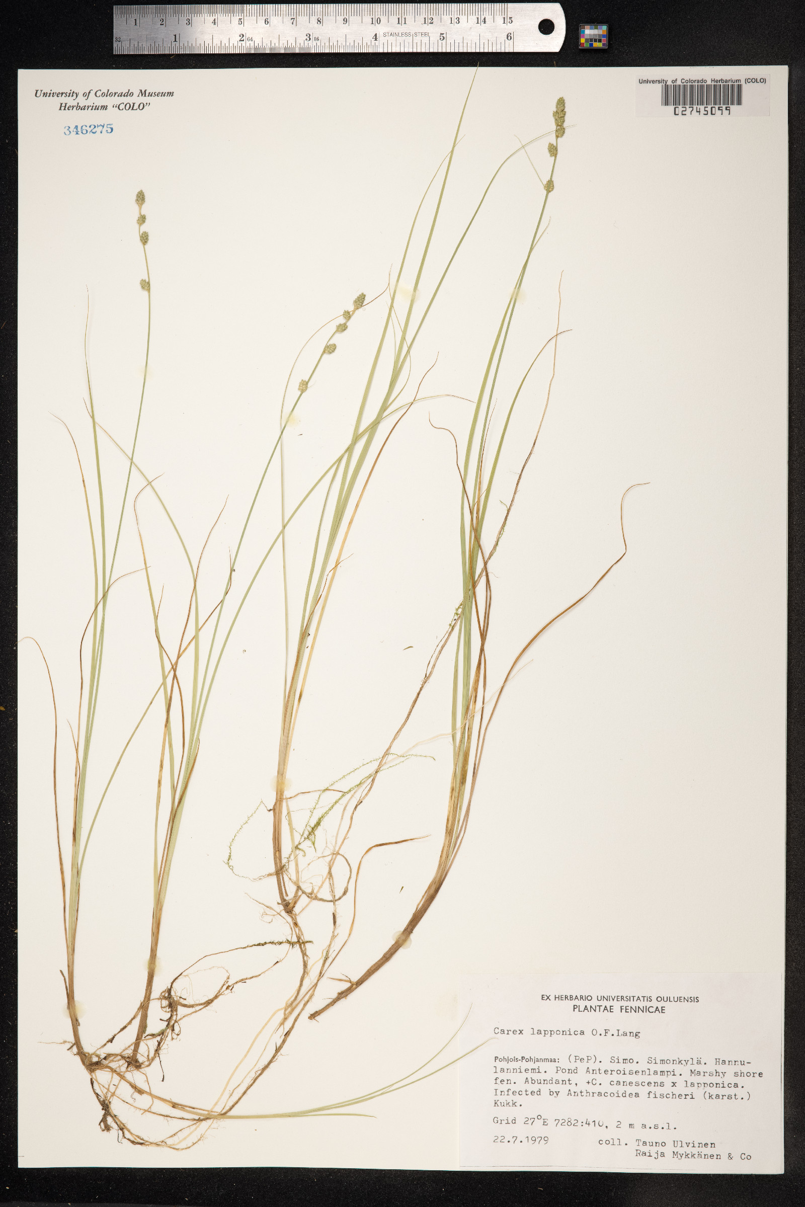 Carex lapponica image