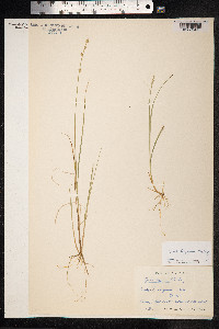 Carex lapponica image