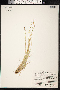 Carex lapponica image