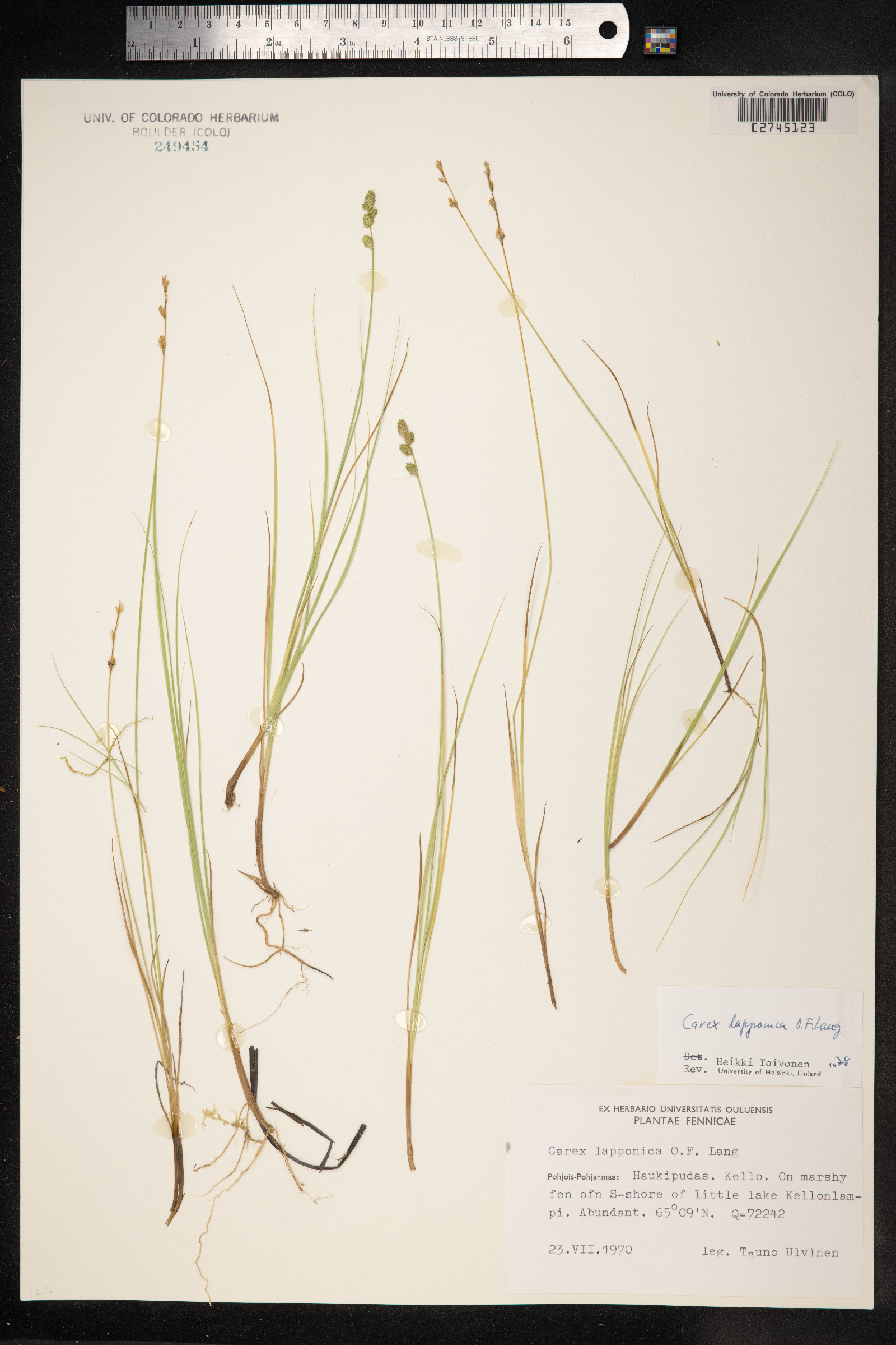 Carex lapponica image