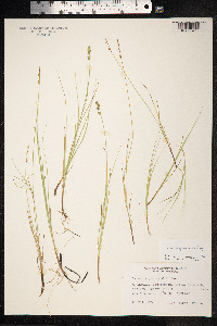 Carex lapponica image