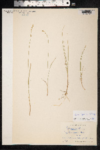 Carex lapponica image