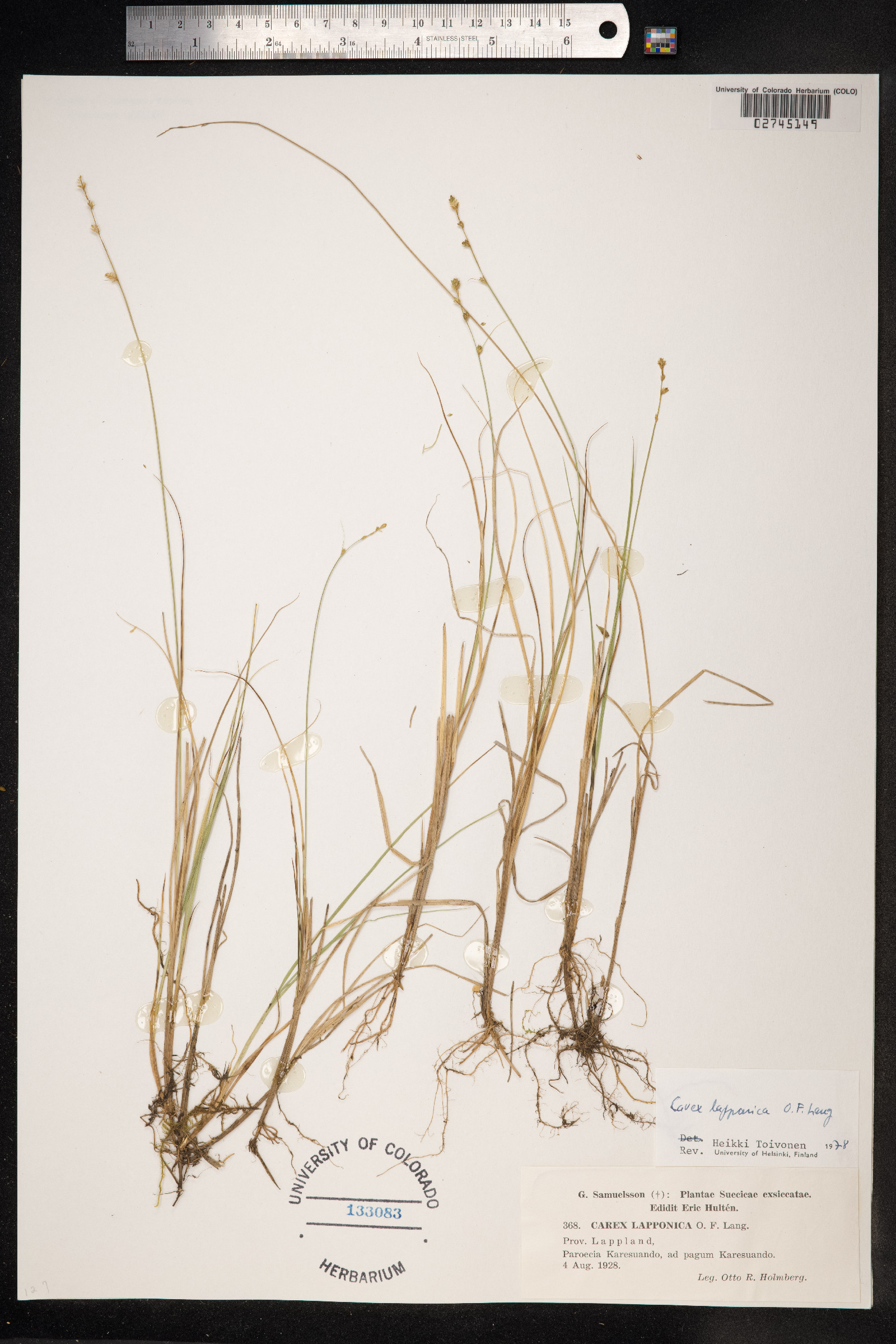 Carex lapponica image