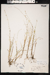 Carex lapponica image