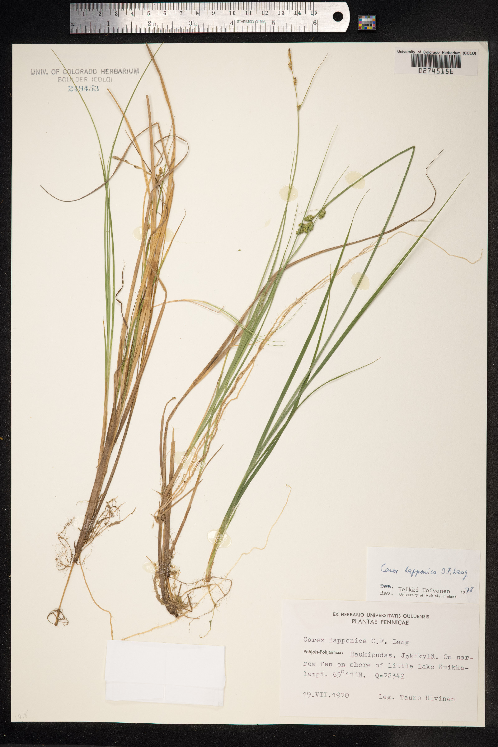 Carex lapponica image