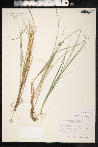 Carex lapponica image