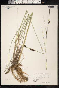 Carex lasiocarpa image