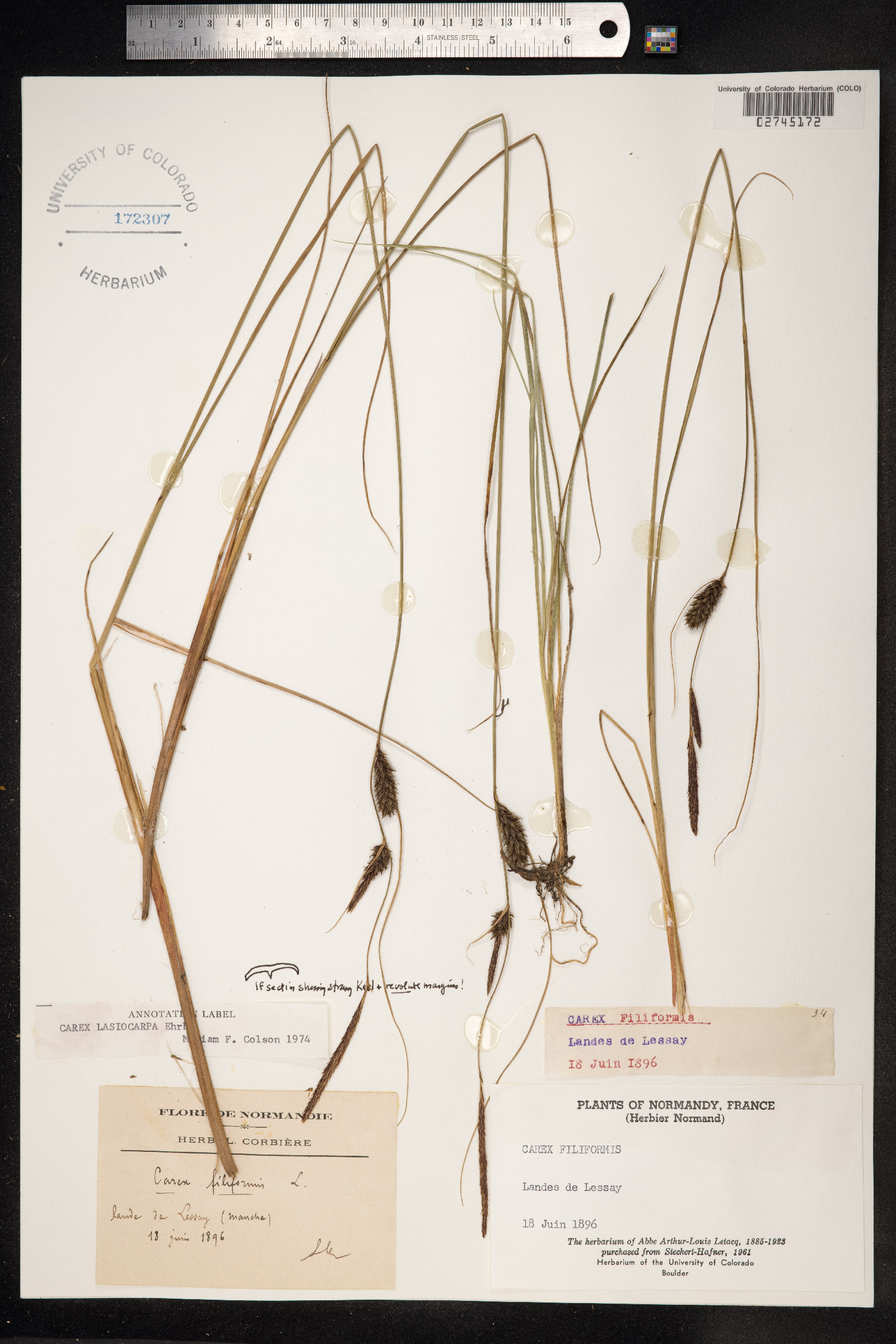 Carex lasiocarpa image