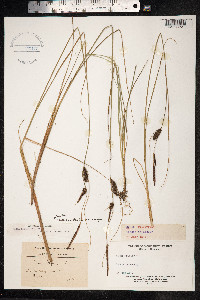 Carex lasiocarpa image