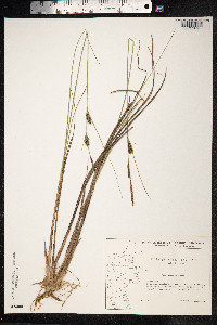 Carex lasiocarpa image