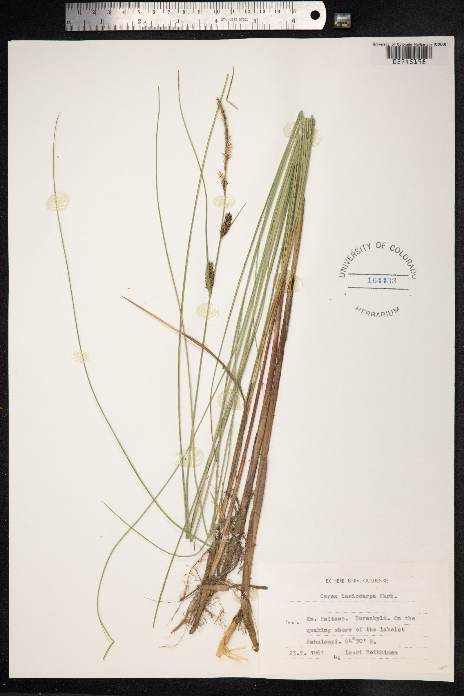 Carex lasiocarpa image