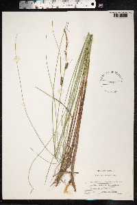 Carex lasiocarpa image