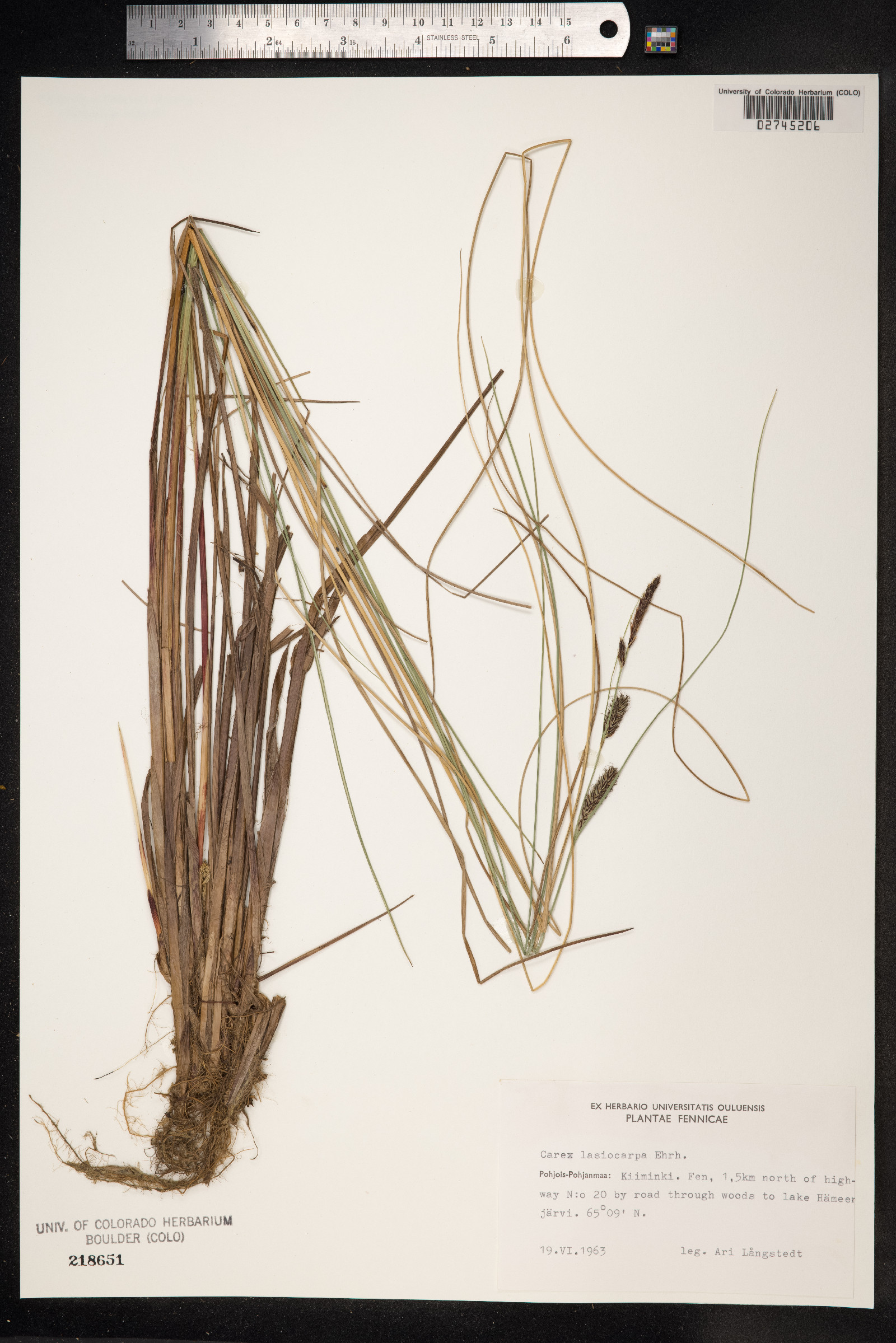Carex lasiocarpa image