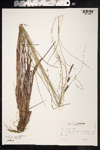 Carex lasiocarpa image