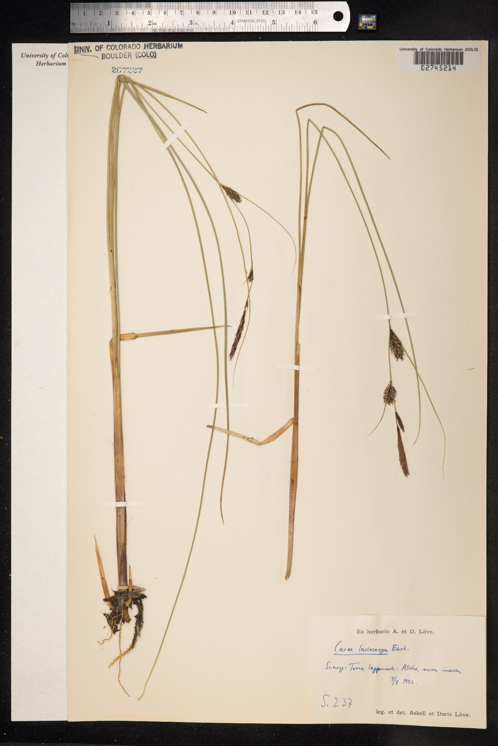 Carex lasiocarpa image