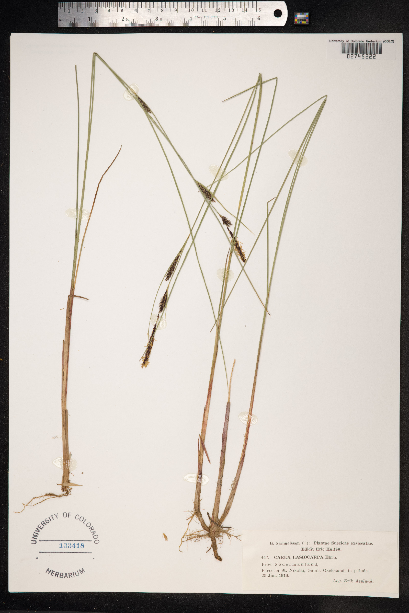 Carex lasiocarpa image