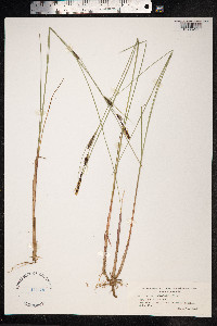 Carex lasiocarpa image