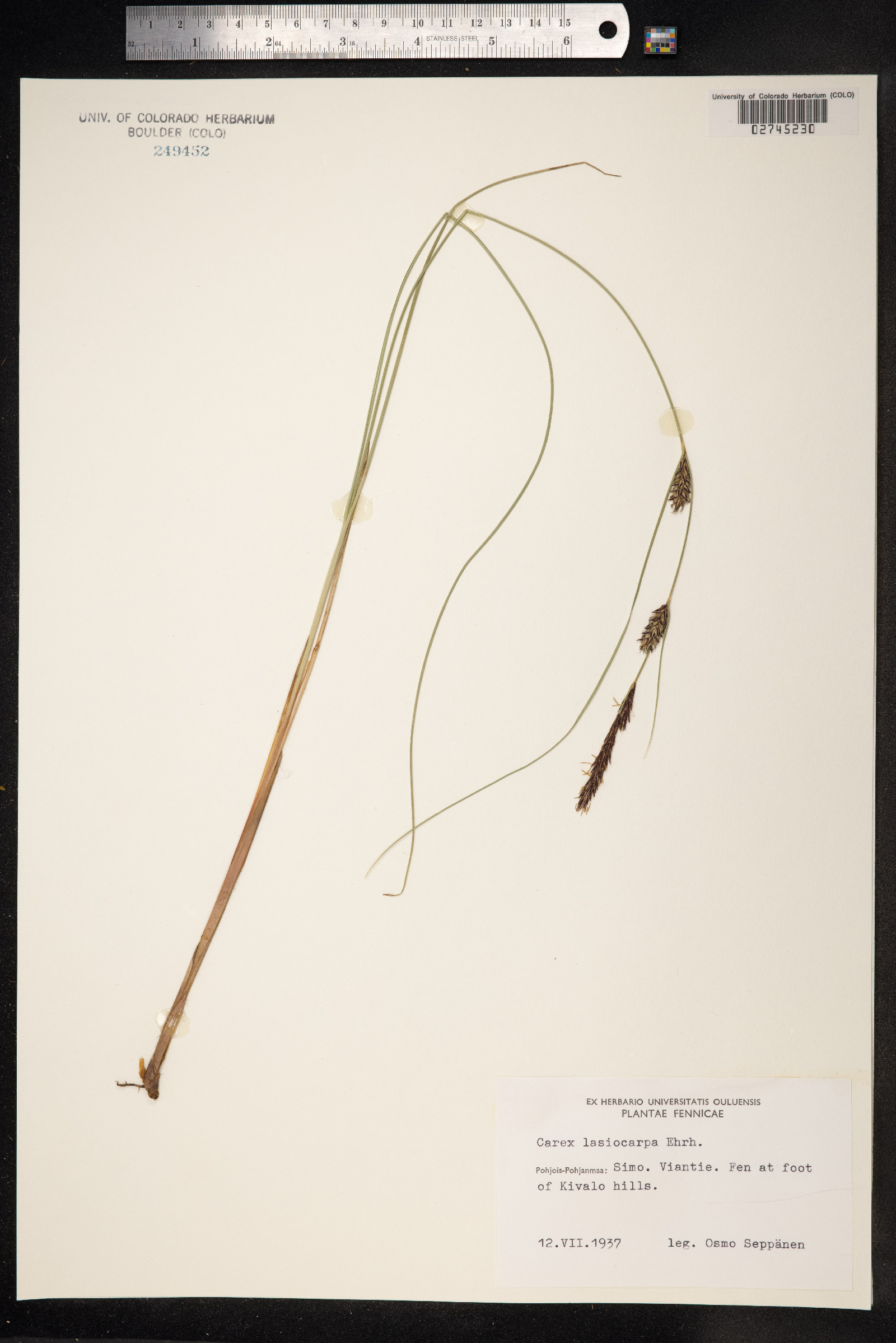 Carex lasiocarpa image