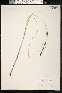 Carex lasiocarpa image