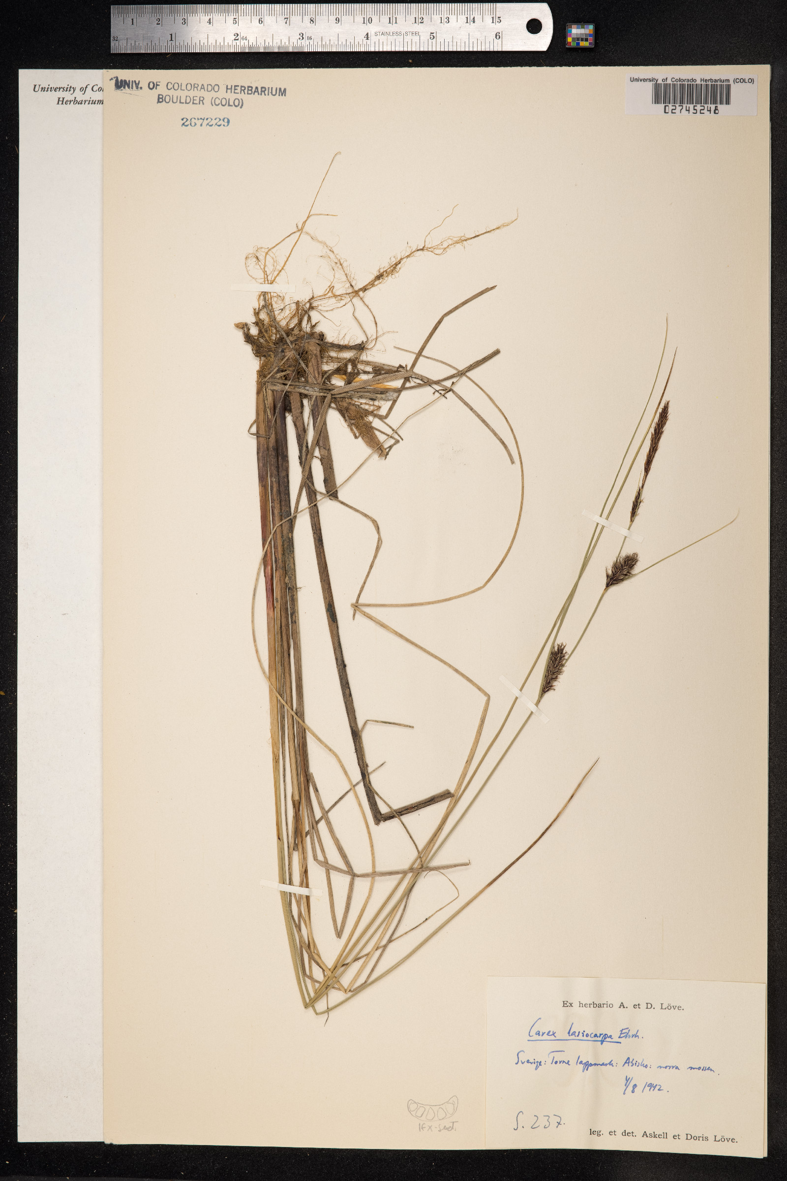 Carex lasiocarpa image