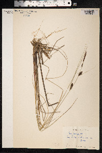 Carex lasiocarpa image