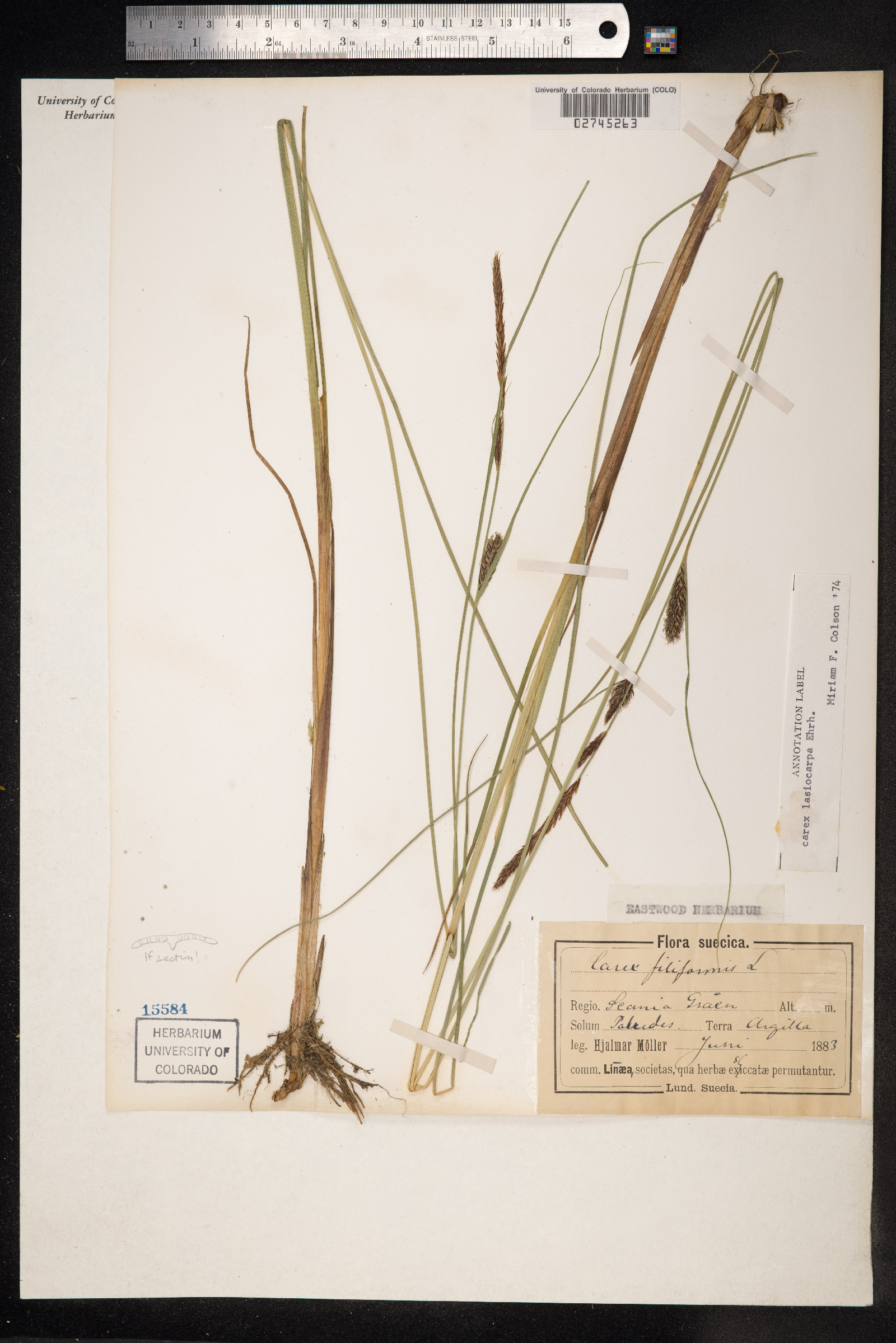 Carex lasiocarpa image