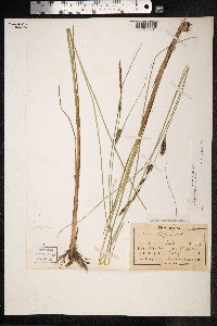Carex lasiocarpa image
