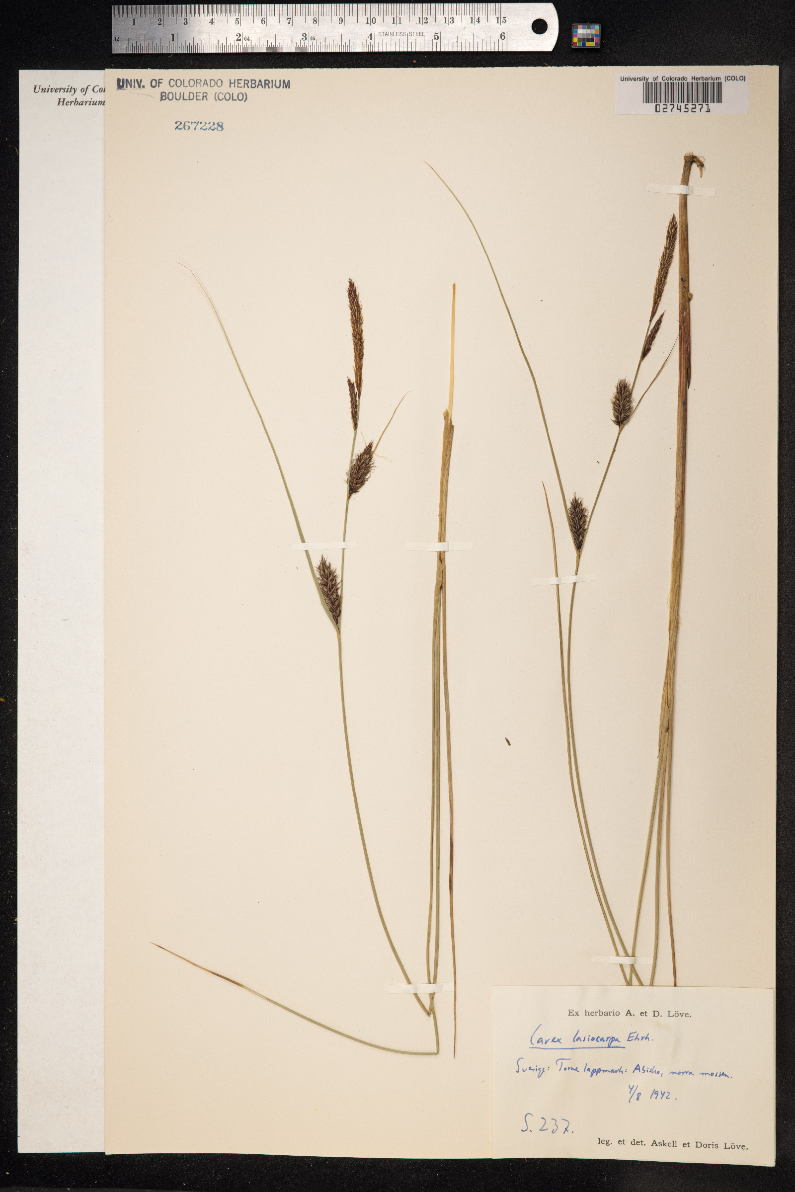 Carex lasiocarpa image