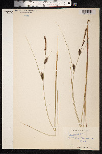 Carex lasiocarpa image