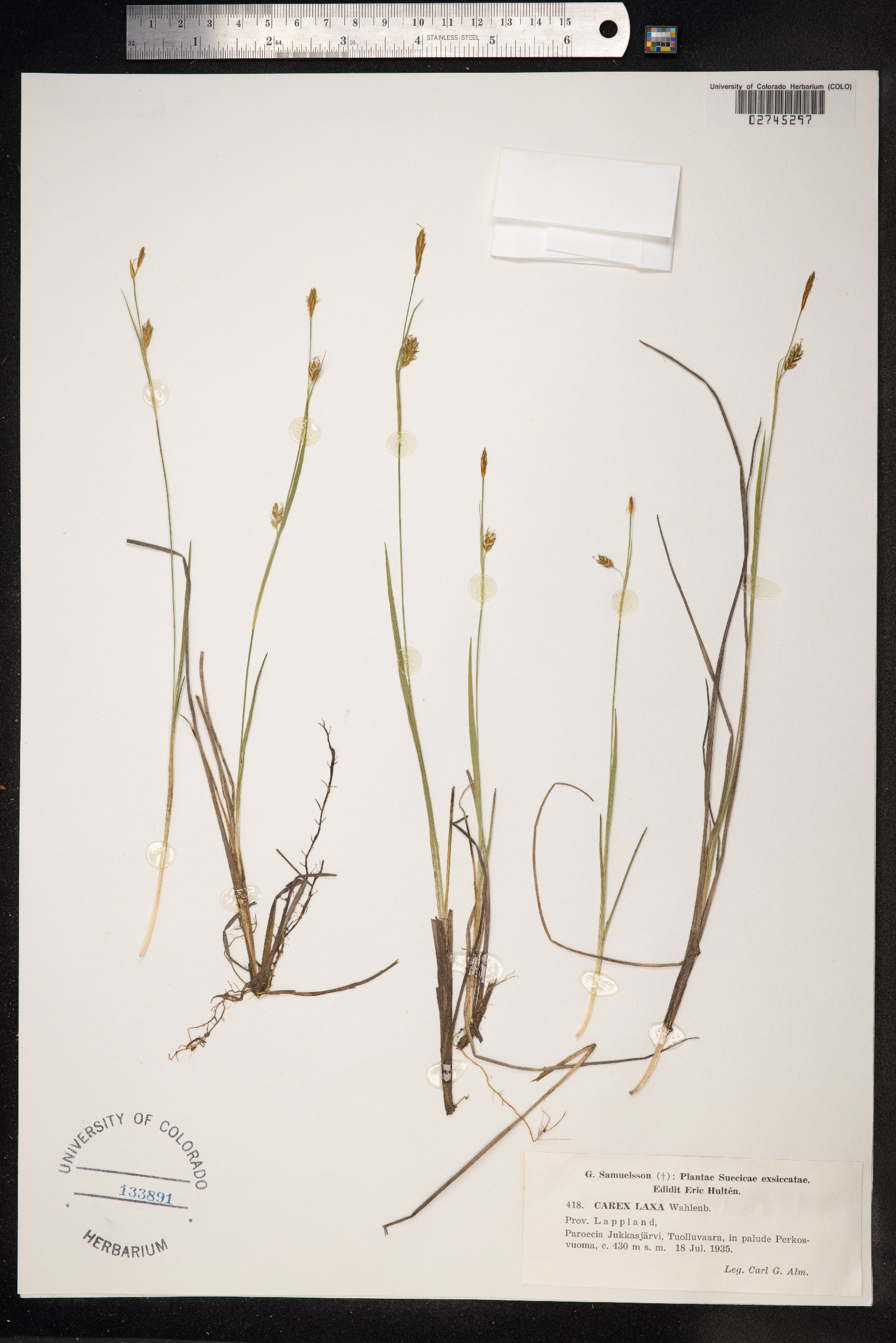 Carex laxa image
