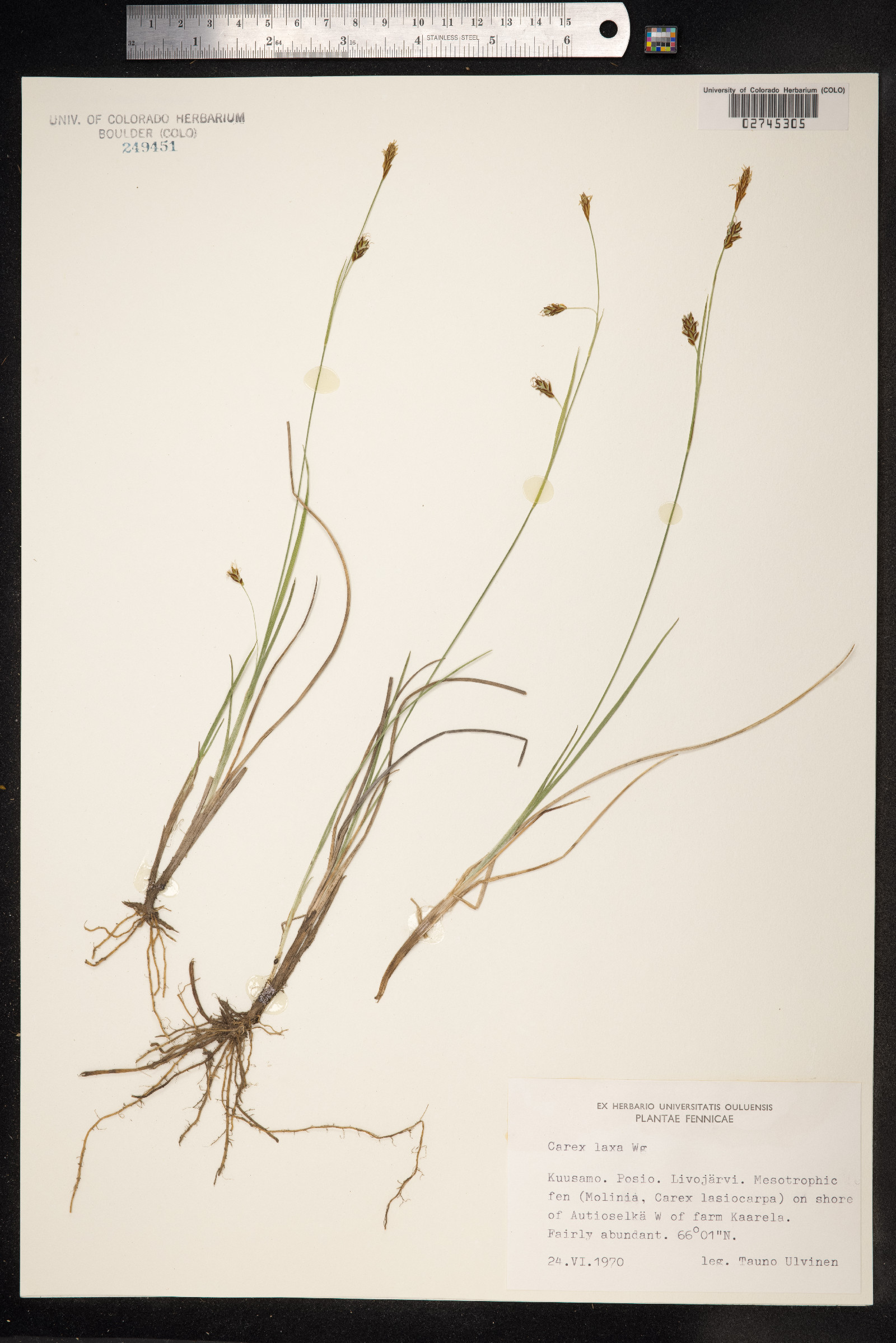 Carex laxa image